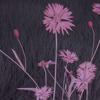 半岛·综合下载手机版